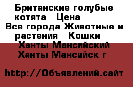 Британские голубые котята › Цена ­ 5 000 - Все города Животные и растения » Кошки   . Ханты-Мансийский,Ханты-Мансийск г.